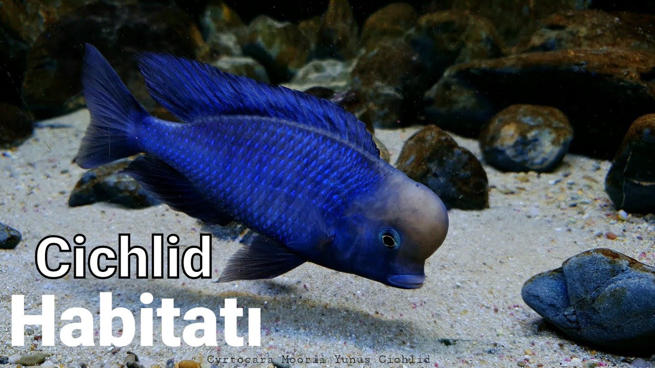 Cichlid Habitatı                                                              #aquarium #aquarius