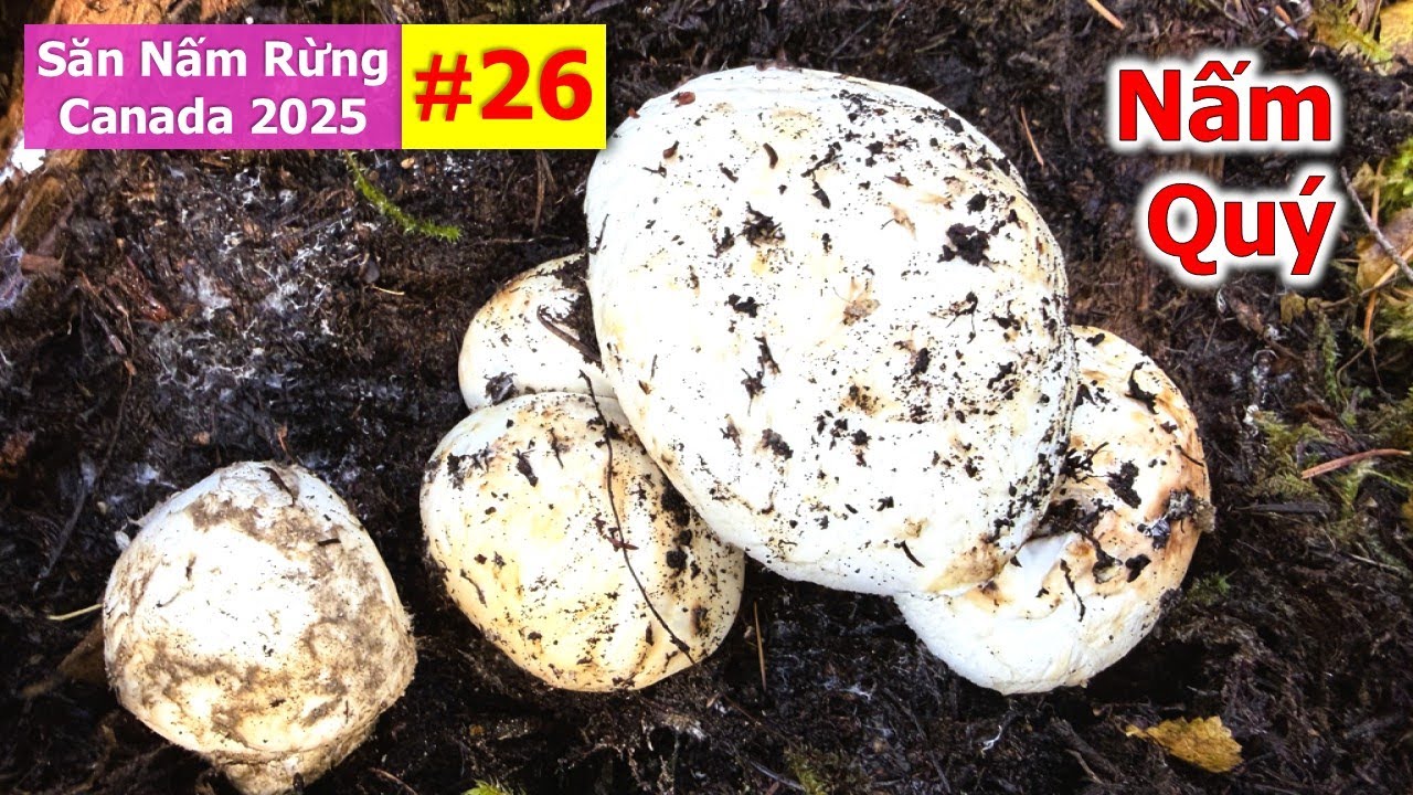 Quá May Mắn 2VC Trúng Nhiều Ổ Mấm Tùng Nhung Siêu To Siêu Ngon 🇨🇦2195》  Matsutake | Pine Mushrooms