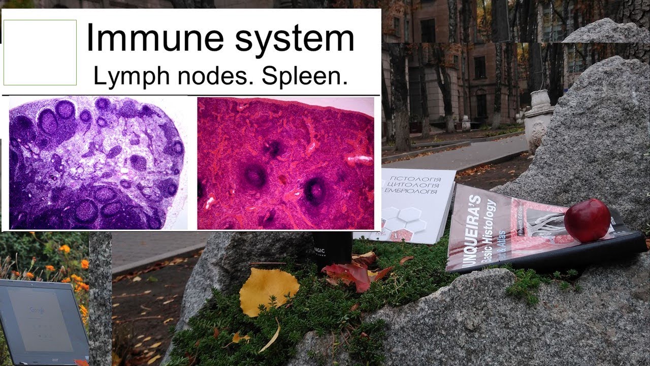 10.Immune system Peripheral lymphoid organs lymph nodes spleen tonsils (Histology lecture)