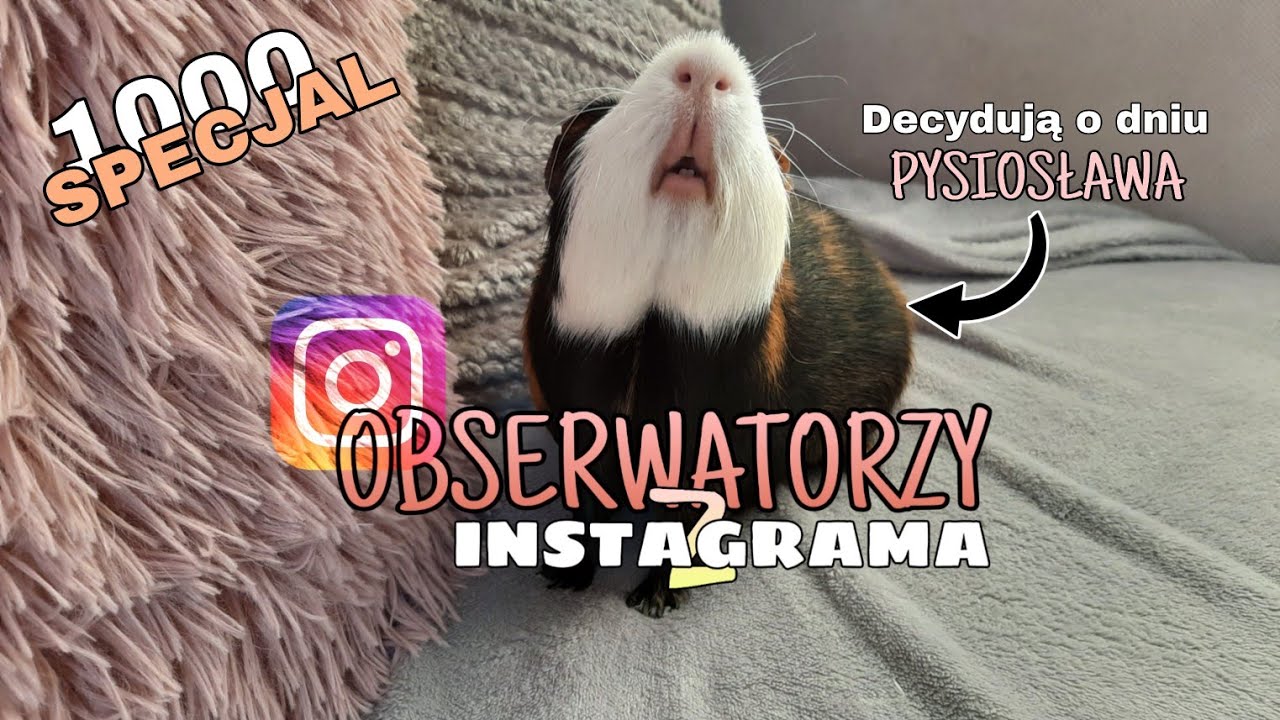 OBSERWATORZY Z INSTAGRAMA KONTROLUJĄ DZIEŃ PYSIOSŁAWA🐷💖