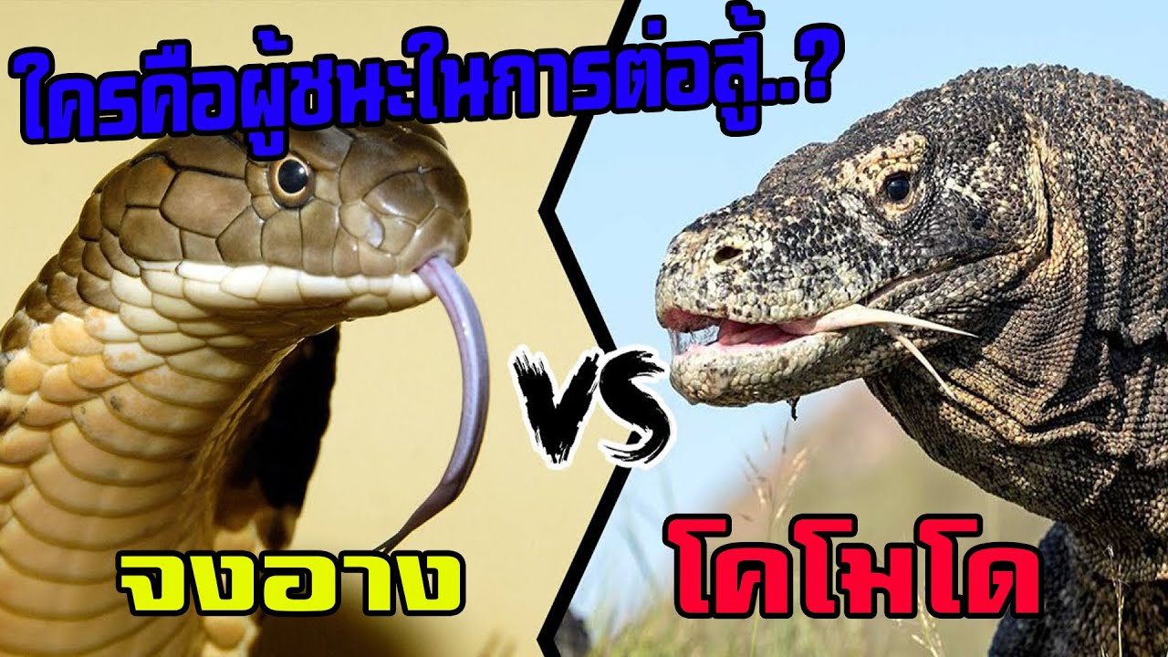 ใครจะเป็นผู้ชนะ..หากงูจงอางและมังกรโคโมโดต้องต่อสู้กัน#ตามไปมอง