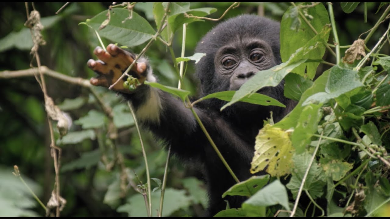 Baby Gorilla Survives a Fall | Animal Babies: First Year On Earth | BBC Earth