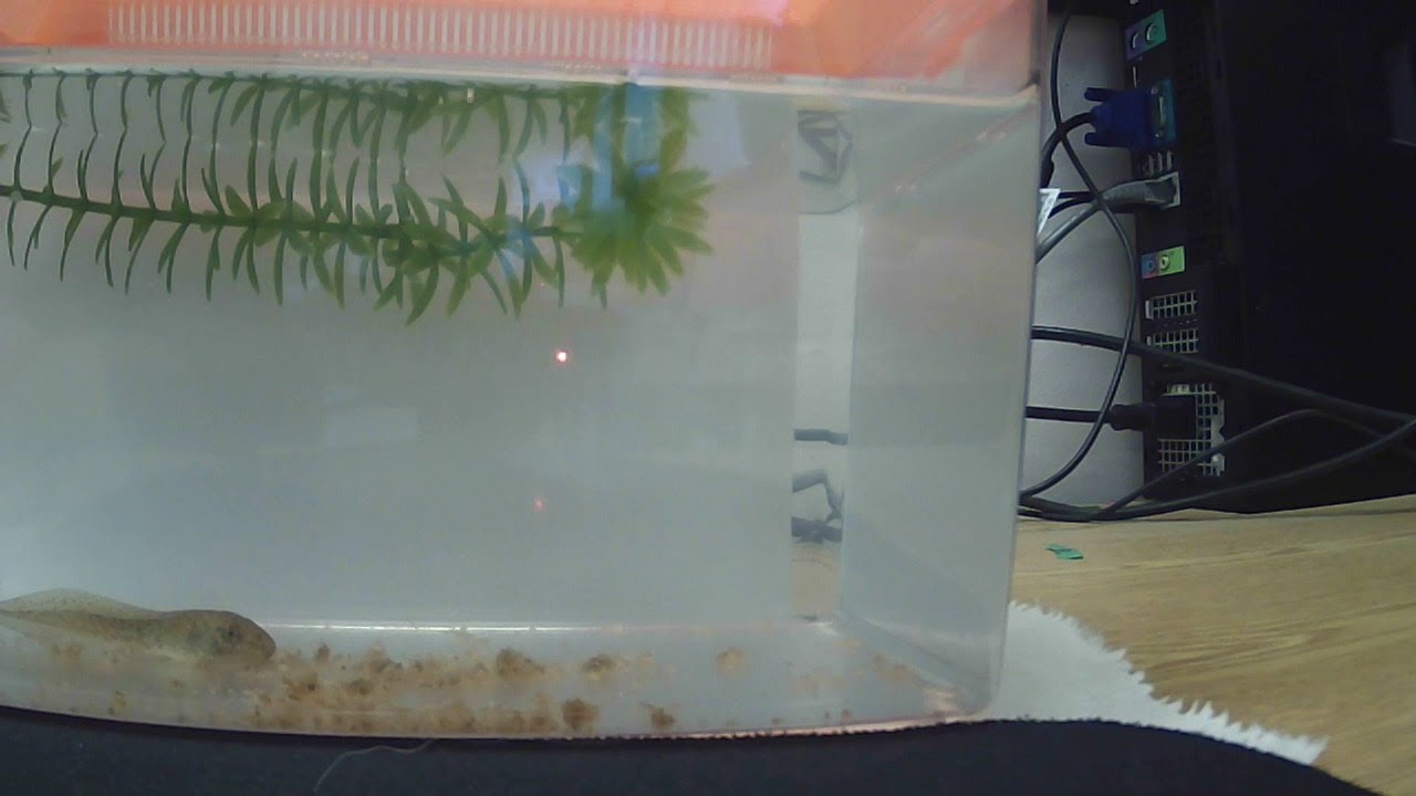 Tadpole Webcam