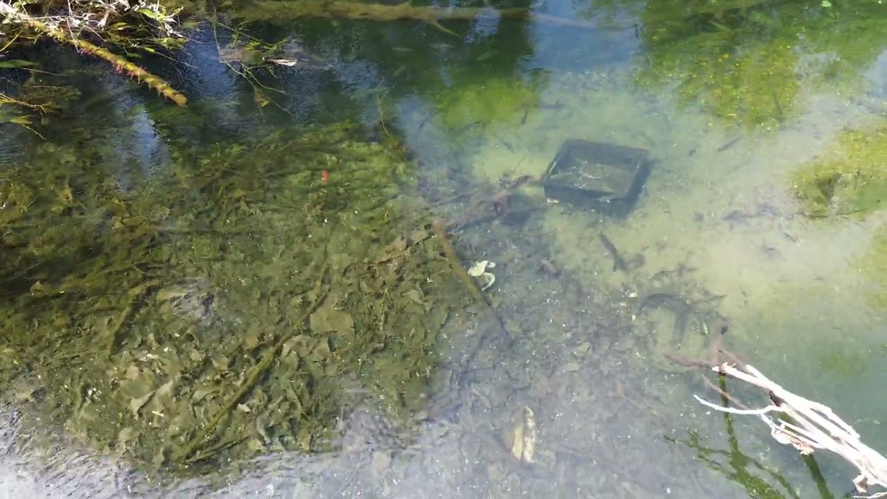 Cleni și mrene multe și mari pe apele de lângă București #pescuit #drone #4k #nature #aerial #fish