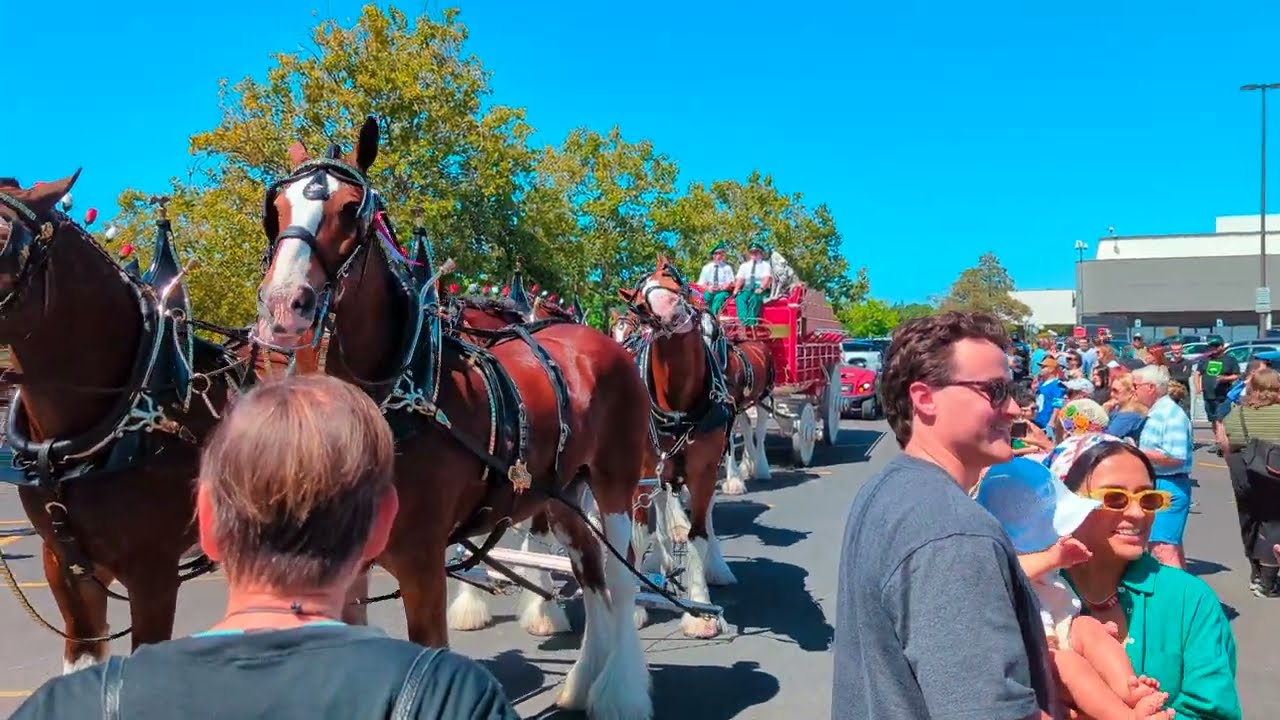 Budweiser Clydesdales at Beaverton Town Center (08-08-2025)