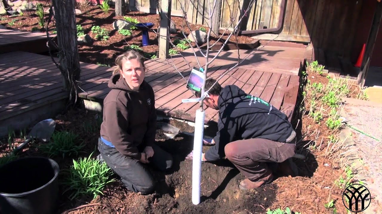 Tree Planting Tips - Mickman Brothers Landscape Installation