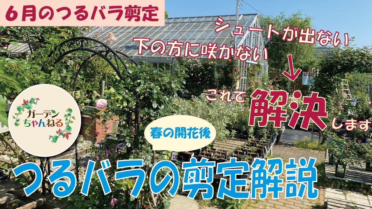 【シュートを出させる】つるバラの花後の剪定【６月中に！】