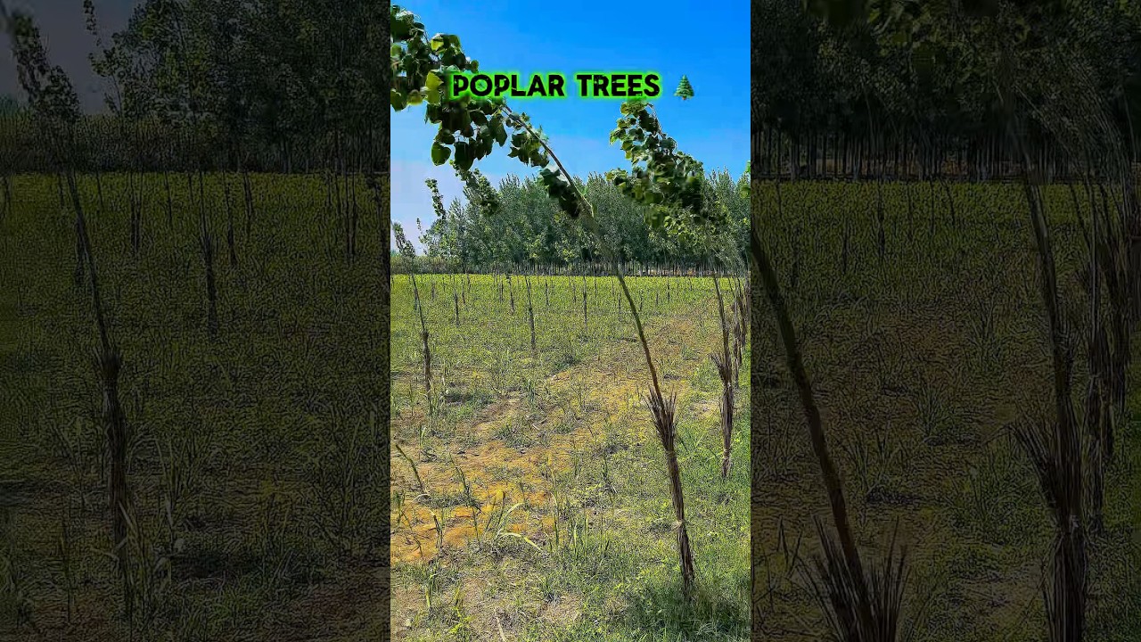 Poplar trees 2.5 months 🌲☘️