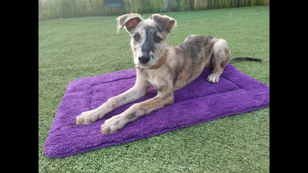 Eddie -  lurcher puppy training