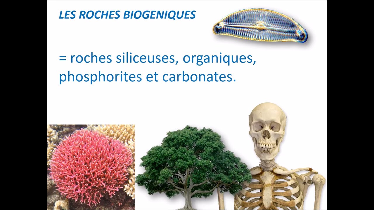 Géologie générale 41: les roches sédimentaires partie 19 #géologie #nature #roches #calcaire