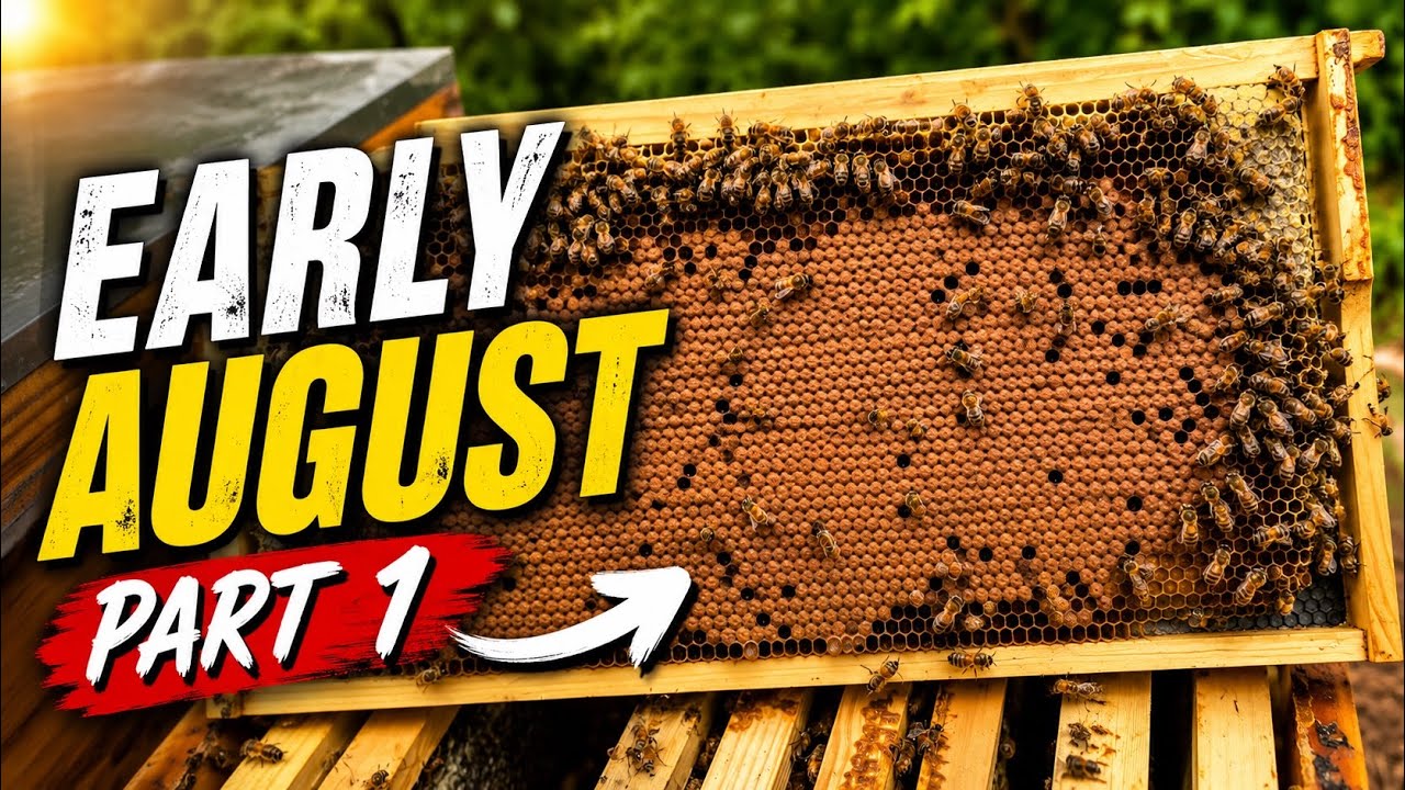 Early August Part 1 | #colesfarmnc #jacksonvillenc #beekeeping