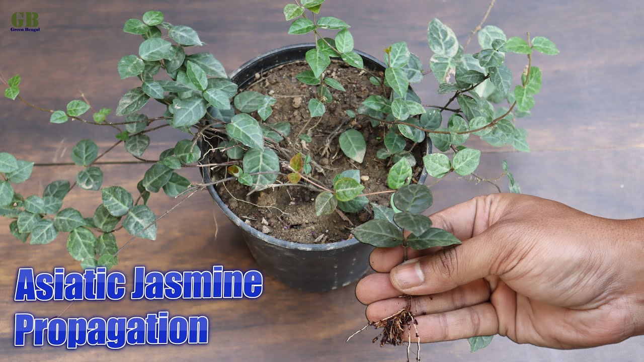 Asiatic Jasmine Tricolor Propagation from Cuttings