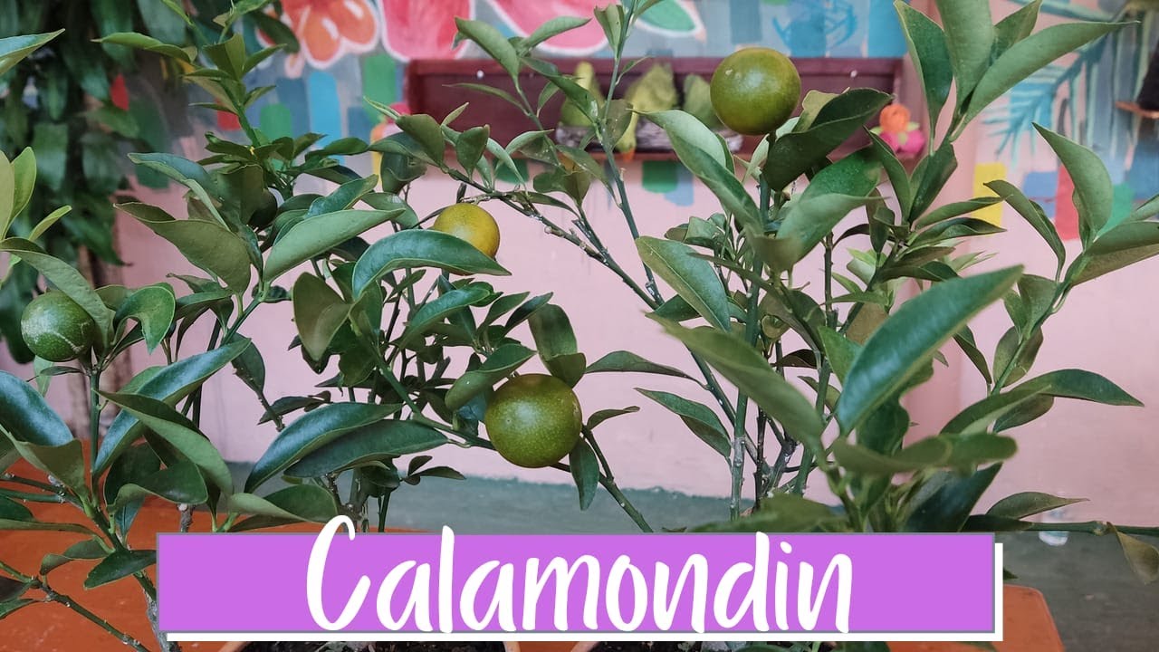 &iquest;C&Oacute;MO CUIDAR A MI BONSAI? 🤔 FRUTALES 🍊 | El jard&iacute;n de Rosita 🌹