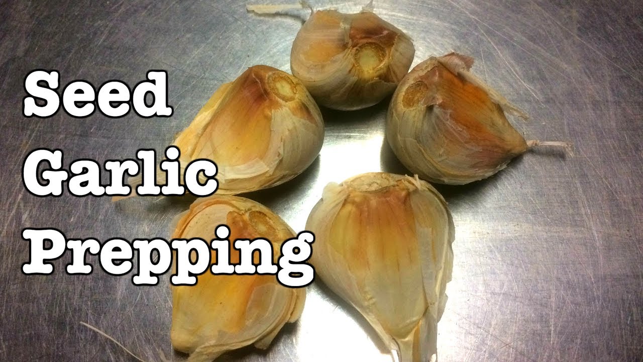 Seed Garlic - Prepping for Planting