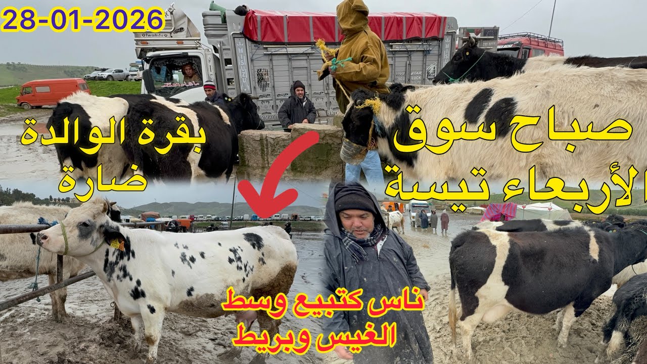صباح سوق أربعاء تيسة بقرة الوالدة وضارة اقليم تاونات 28/01/2026