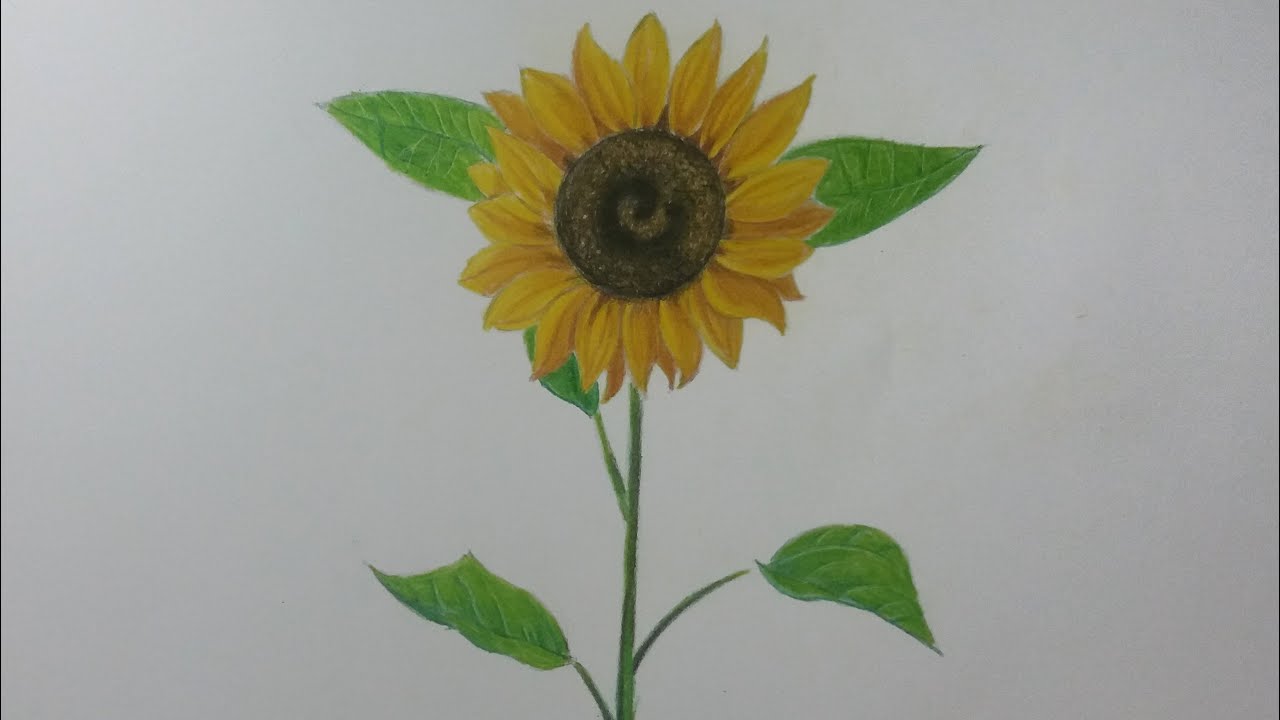 Como Dibujar un GIRASOL facil Paso a Paso 🌻🌻🌻