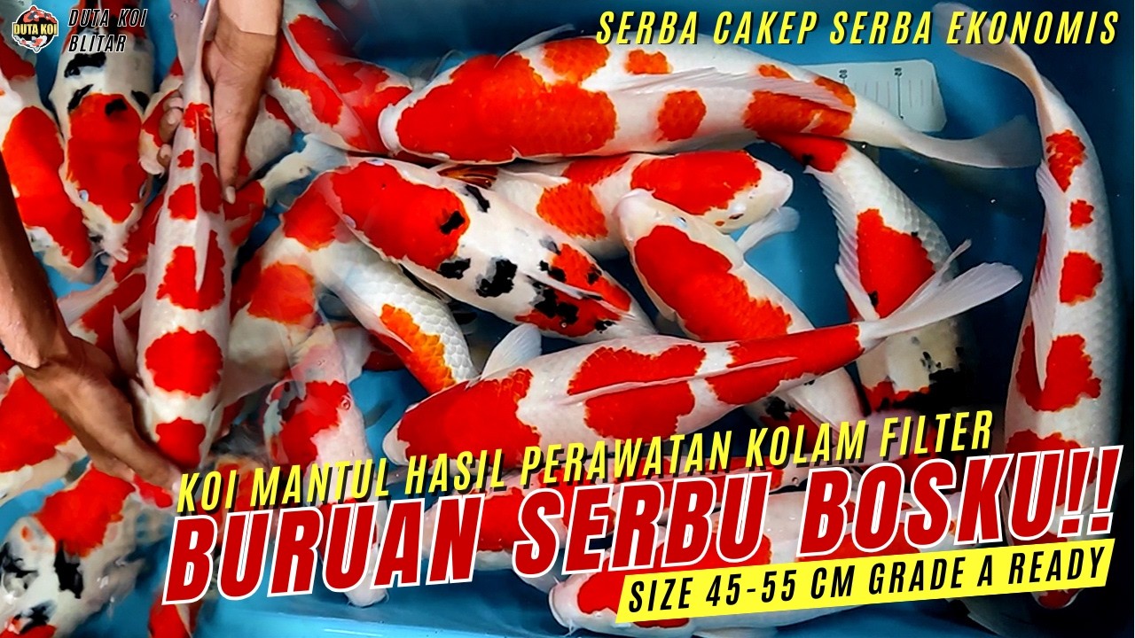 SERBA CAKEP SERBA HEMAT!! ANGKAT KOI GRADE A HASIL PERAWATAN KOLAM FILTER!! GASKEN!!