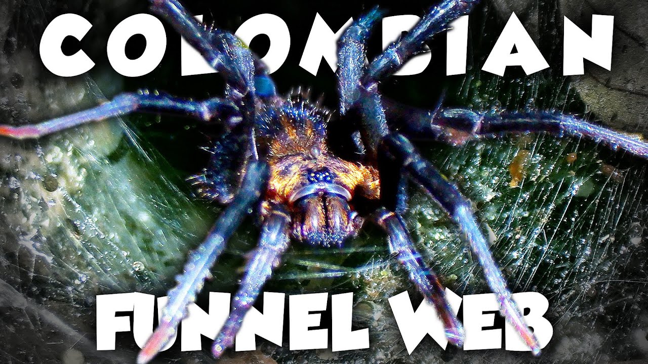 There's a NEW Spider Bite to Worry About - The Colombian Funnel Web