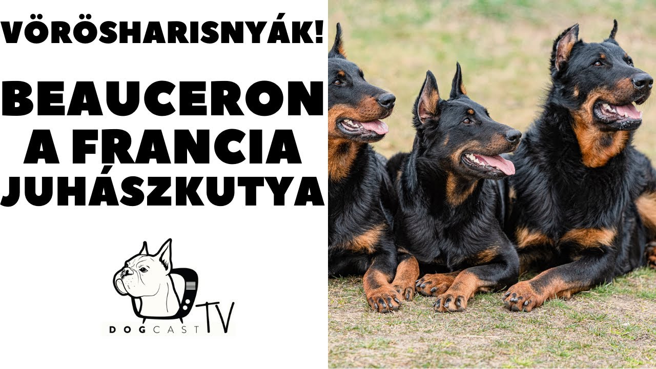 Vörösharisnyák - a BEAUCERON - Francia Juhászkutya!  DogCast TV!