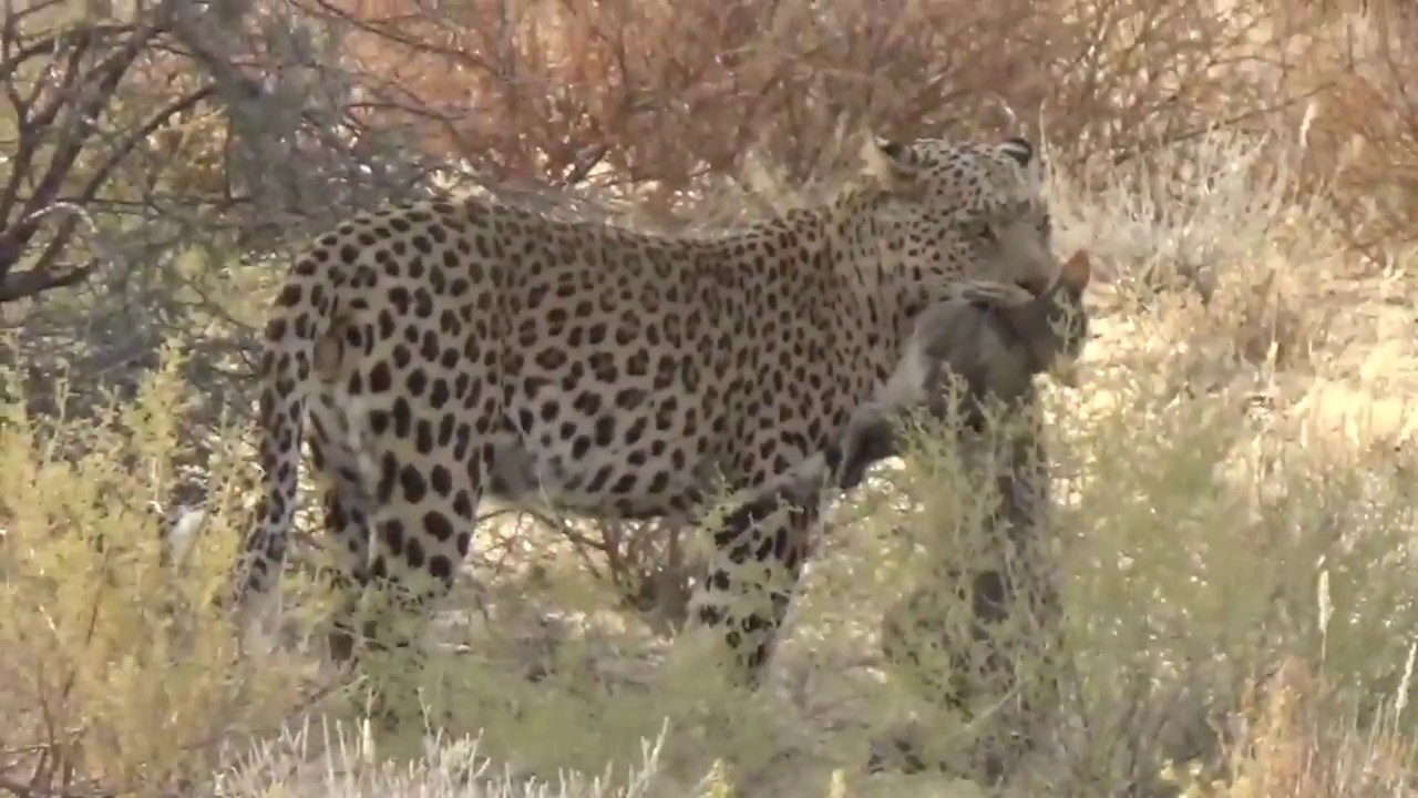 LEOPARD HUNTS AFRICAN WILDCAT  | BIG ON WILD