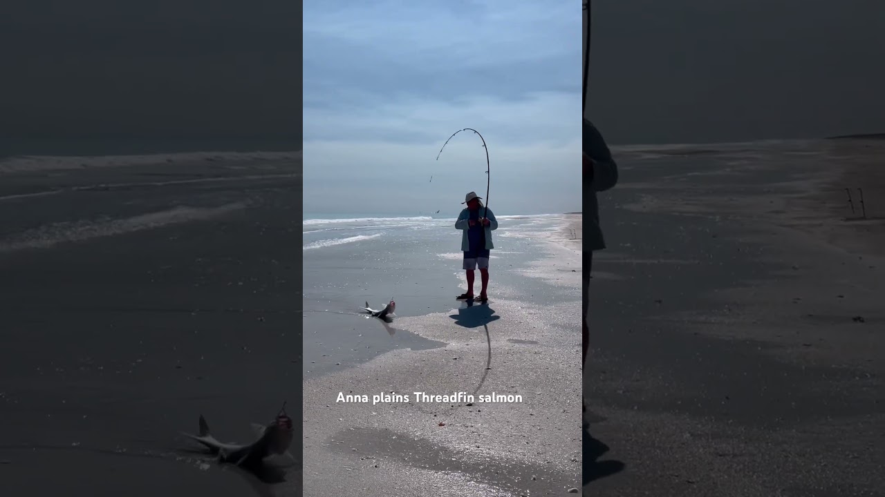 Eighty mile beach Threadfin salmon #eightymilebeach  #threadfin salmon #threadfin #fishing #beach