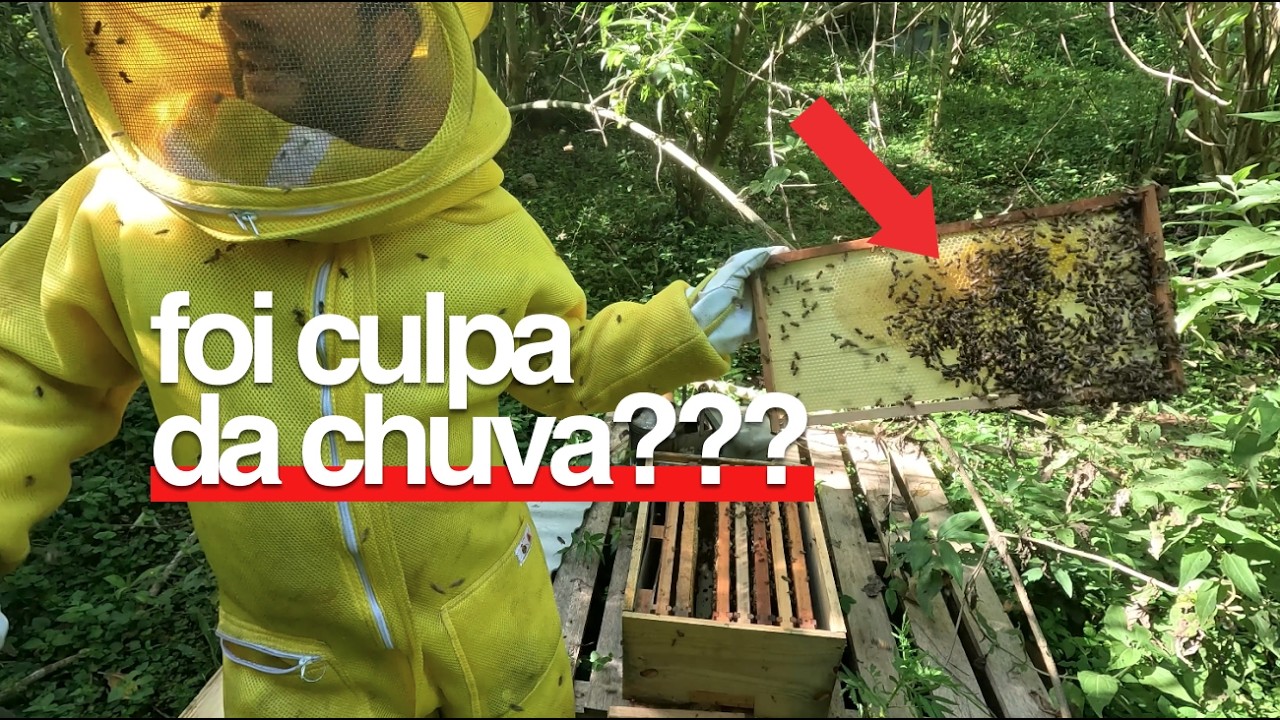 COLMEIA PREJUDICADA PELA CHUVA...