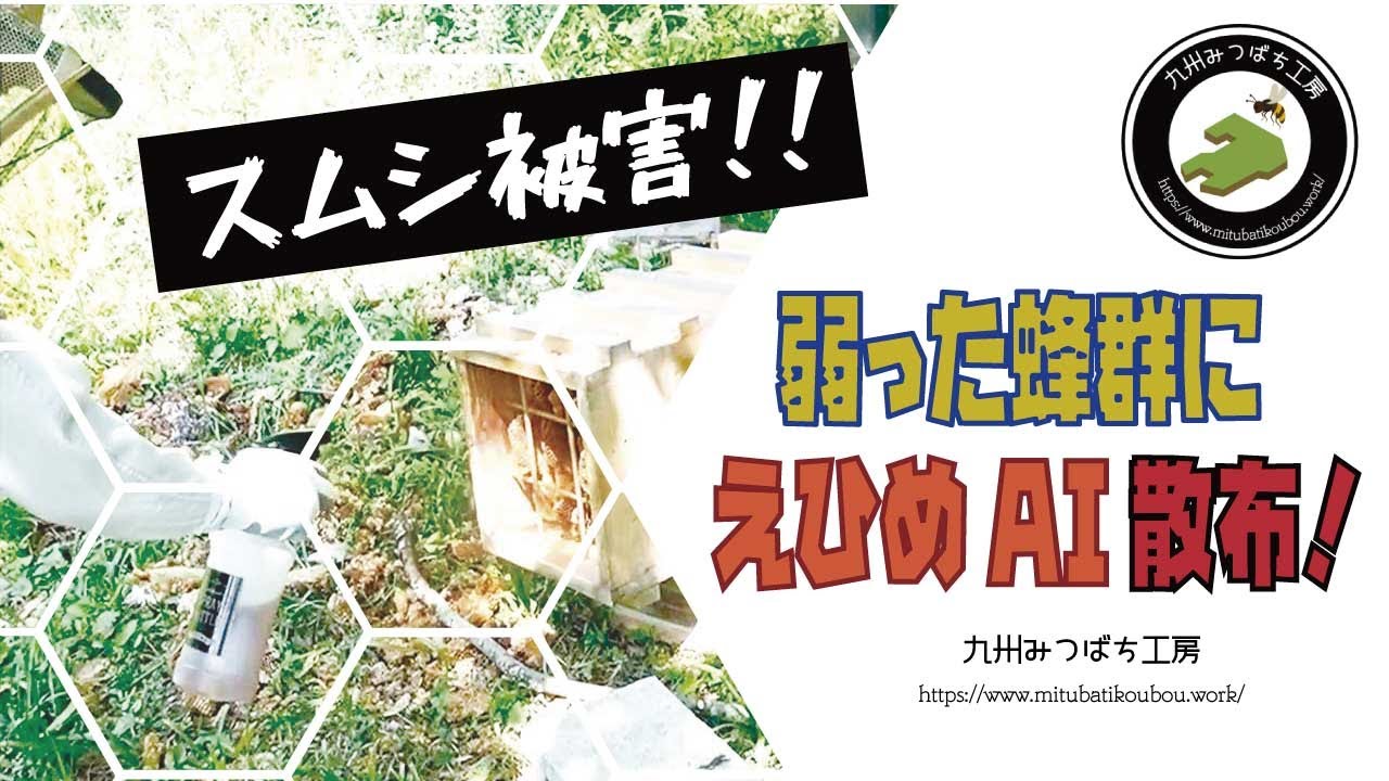 弱った蜂群にえひめAI散布　【ニホンミツバチ養蜂】 How to Beekeeping