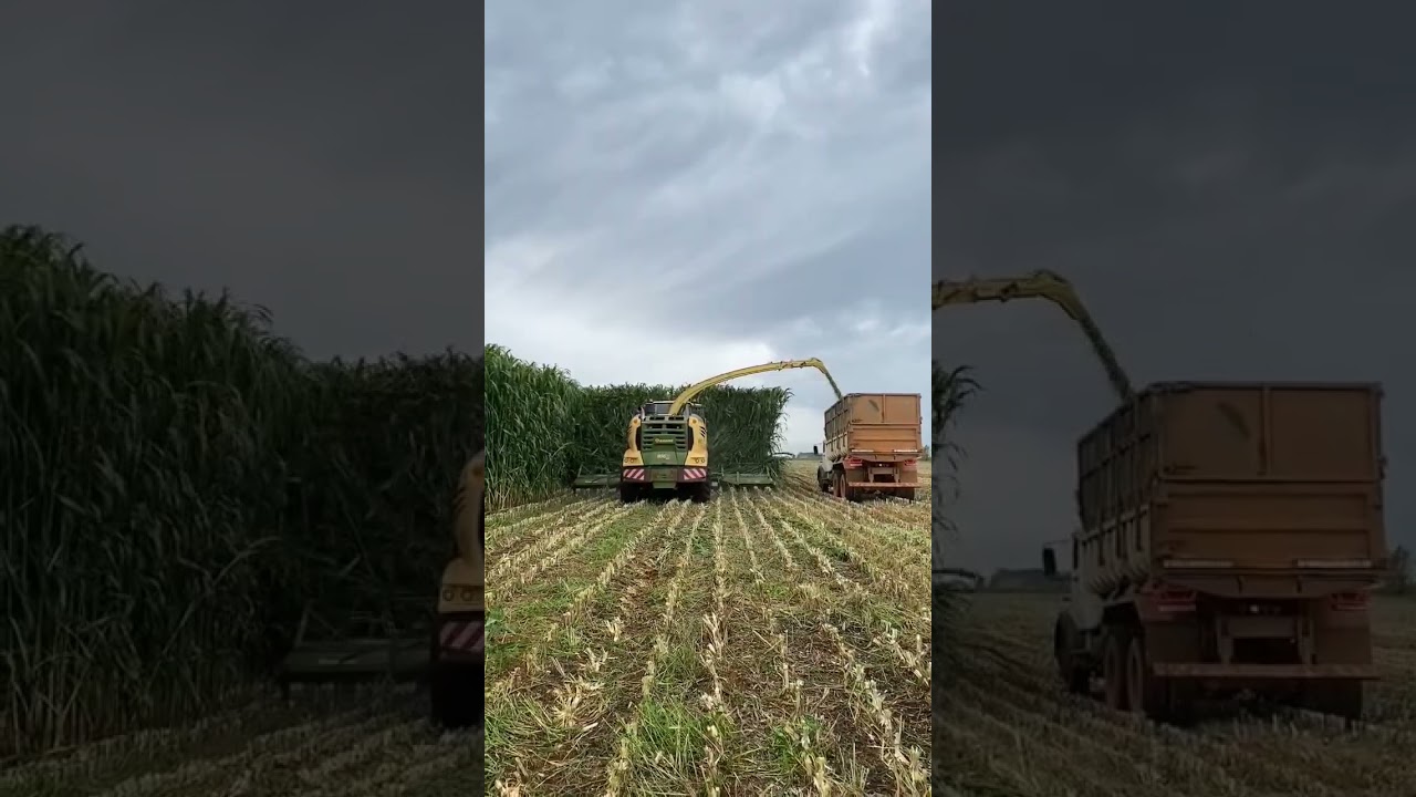 Colheita de Sorgo Forrageiro para Silagem