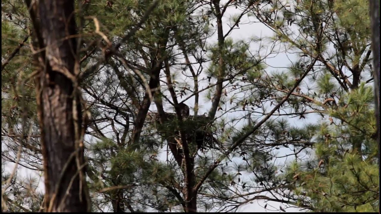 EAGLET - Learning to fly