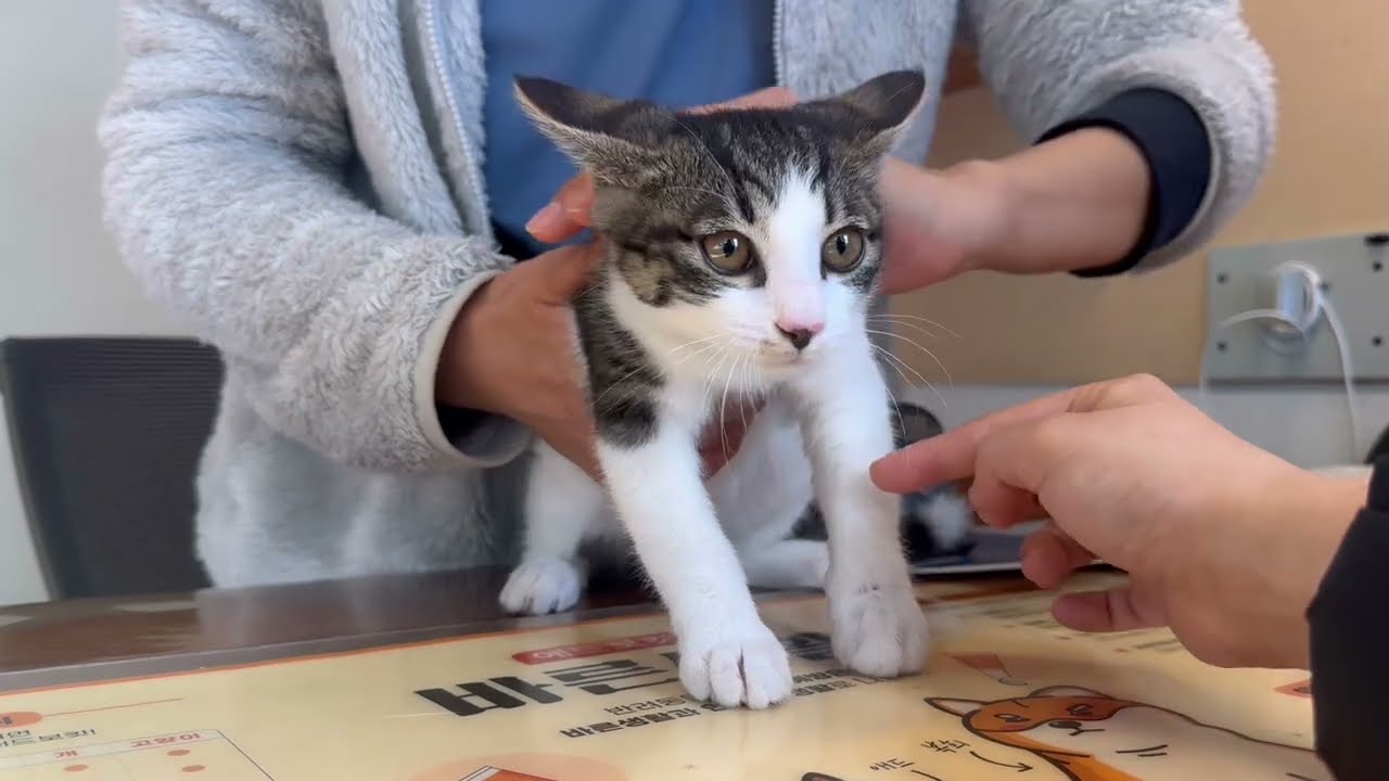 초딩 고양이, 까불다가 깁스한 썰