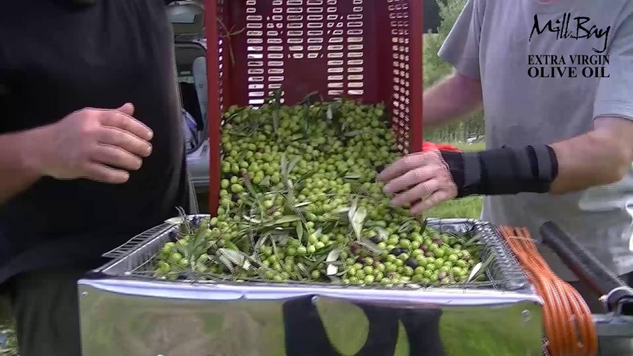 Olive deleafer machine to separate the leaves from the olives