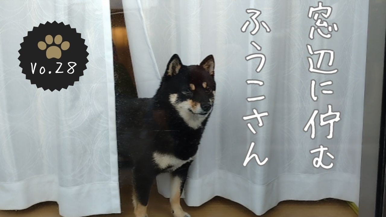 窓辺でパパを見守るふうこさん
