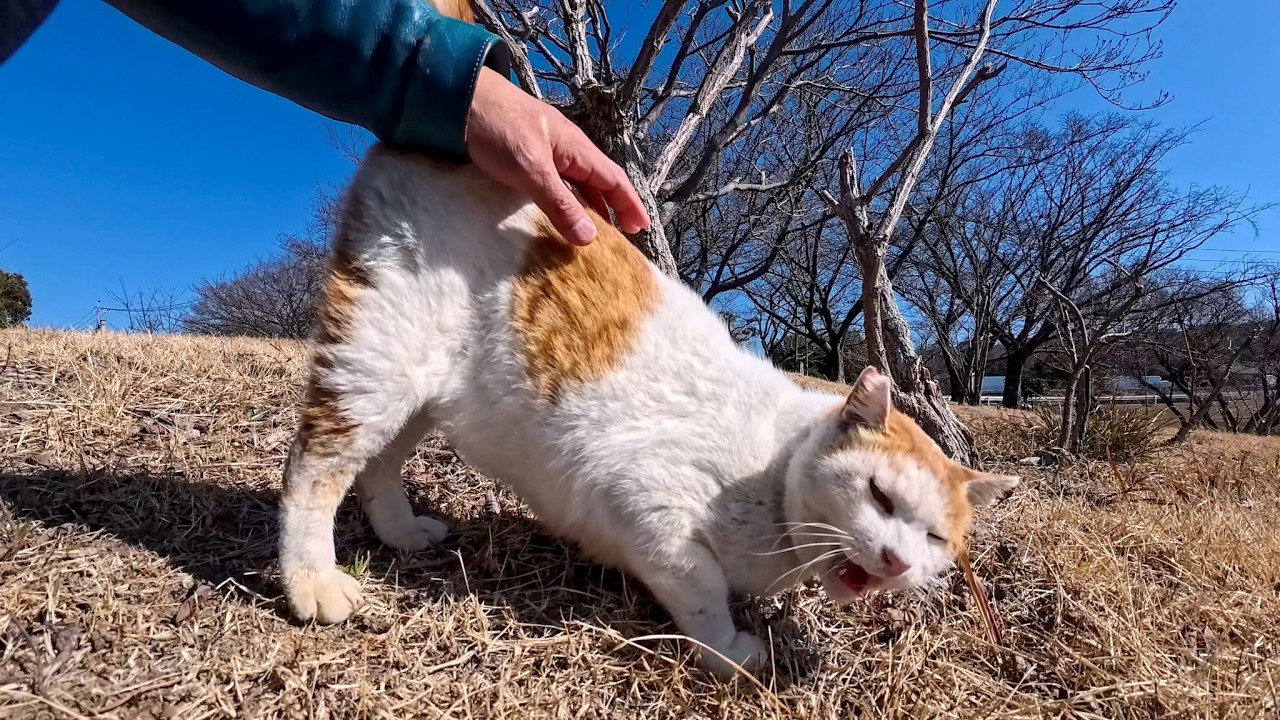 東屋で寝ていた猫ちゃん、起きて駆け寄ってきた