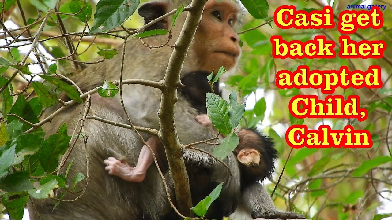 Congrats! Adopted baby monkey Calvin returned back to his adopted mom Casi