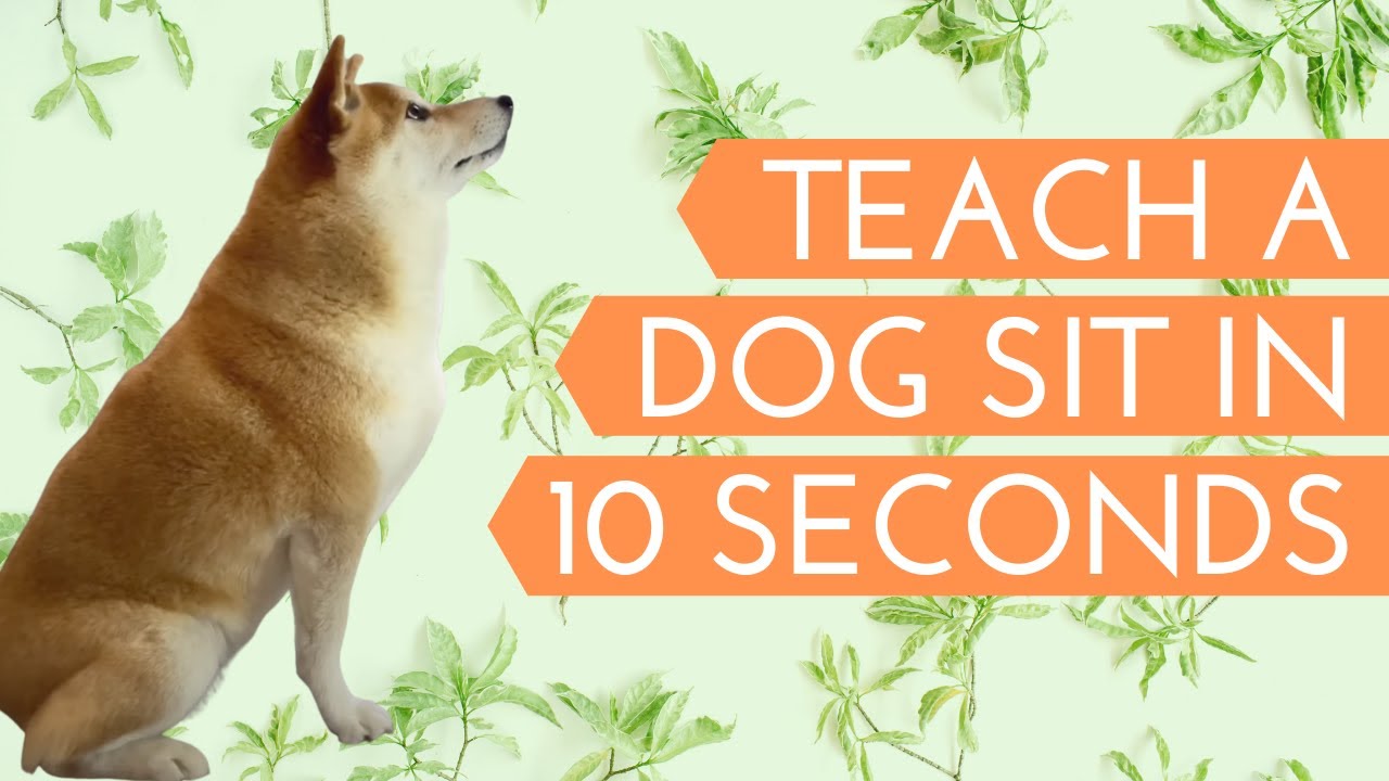 Teach Shiba to SIT in 10 seconds.
