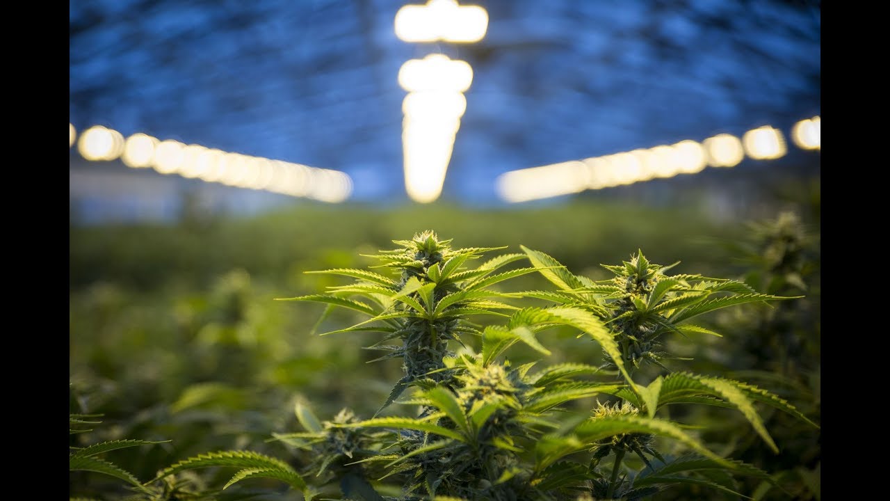 Cannabis could add $8B to Canadian economy &mdash; but will that be just an artificial boost?