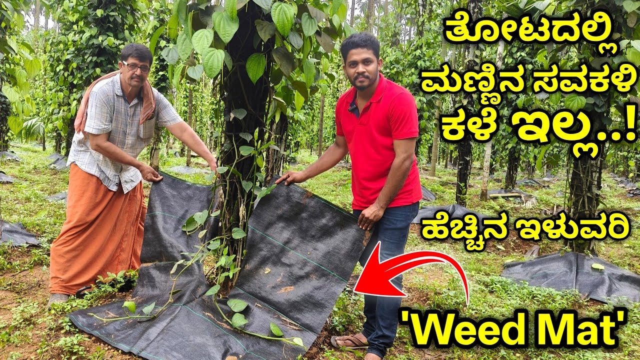 ಅಡಿಕೆ - ಕಾಳುಮೆಣಸು ತೋಟದಲ್ಲಿ Weed mat. ಉಪಯೋಗ ಮತ್ತು ನಿರ್ವಹಣೆ ಸಂಪೂರ್ಣ ಮಾಹಿತಿ.