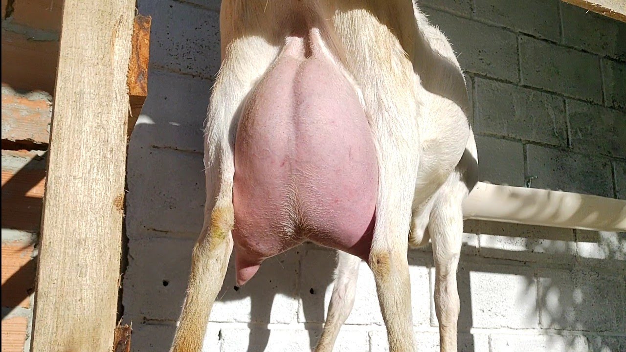 Cabras leiteiras ( Gabriela do Capril Gomes) primeiro parto 30 dias de parida.