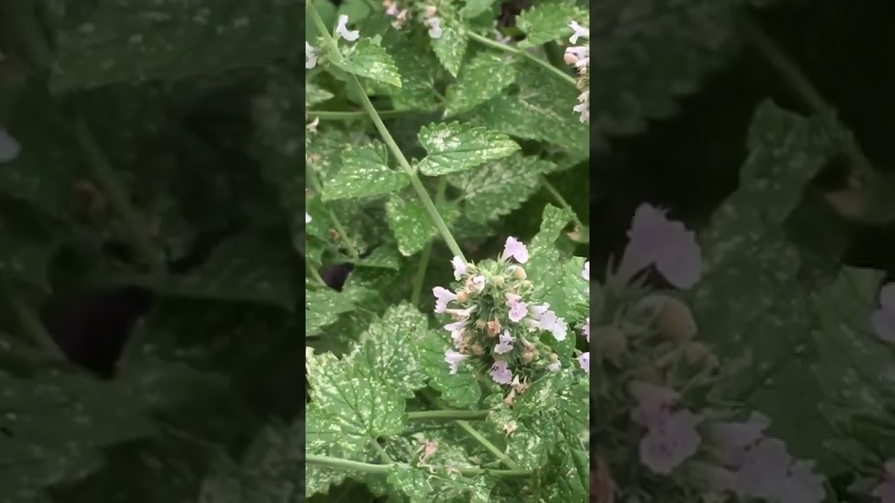 bee on catnip plant