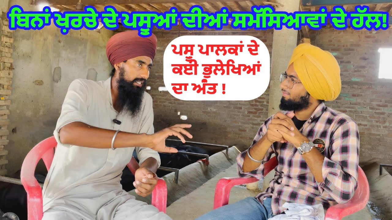 ਕਿਵੇਂ ਕਰੀਏ ਮੱਝਾਂ ਸਾਂਭ ਸੰਭਾਲ||ਪਸ਼ੂਆਂ ਨੂੰ ਖੁਰਾਕ ਦੇਣ ਦਾ ਤਰੀਕਾ||ਕਿਵੇਂ ਘਟਾਈਏ ਪਸ਼ੂਆਂ ਦੇ ਵੱਧ ਰਹੇ ਖਰਚੇ ਨੂੰ||