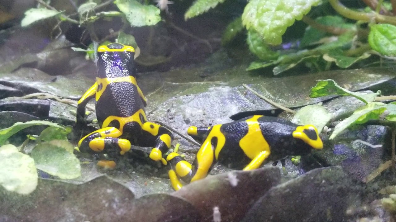 Bumblebee Dart Frogs