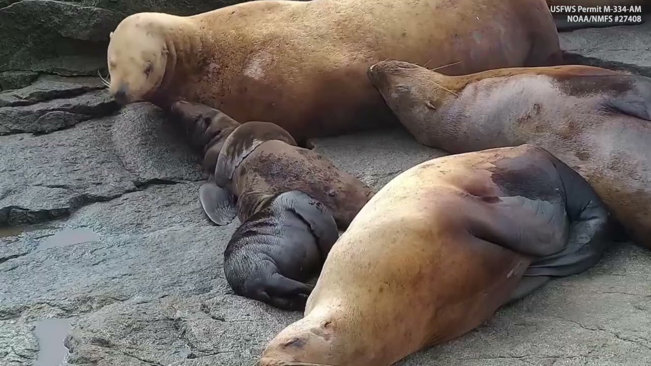 Adorable wild Steller Sea Lion Pup Scratching Back!