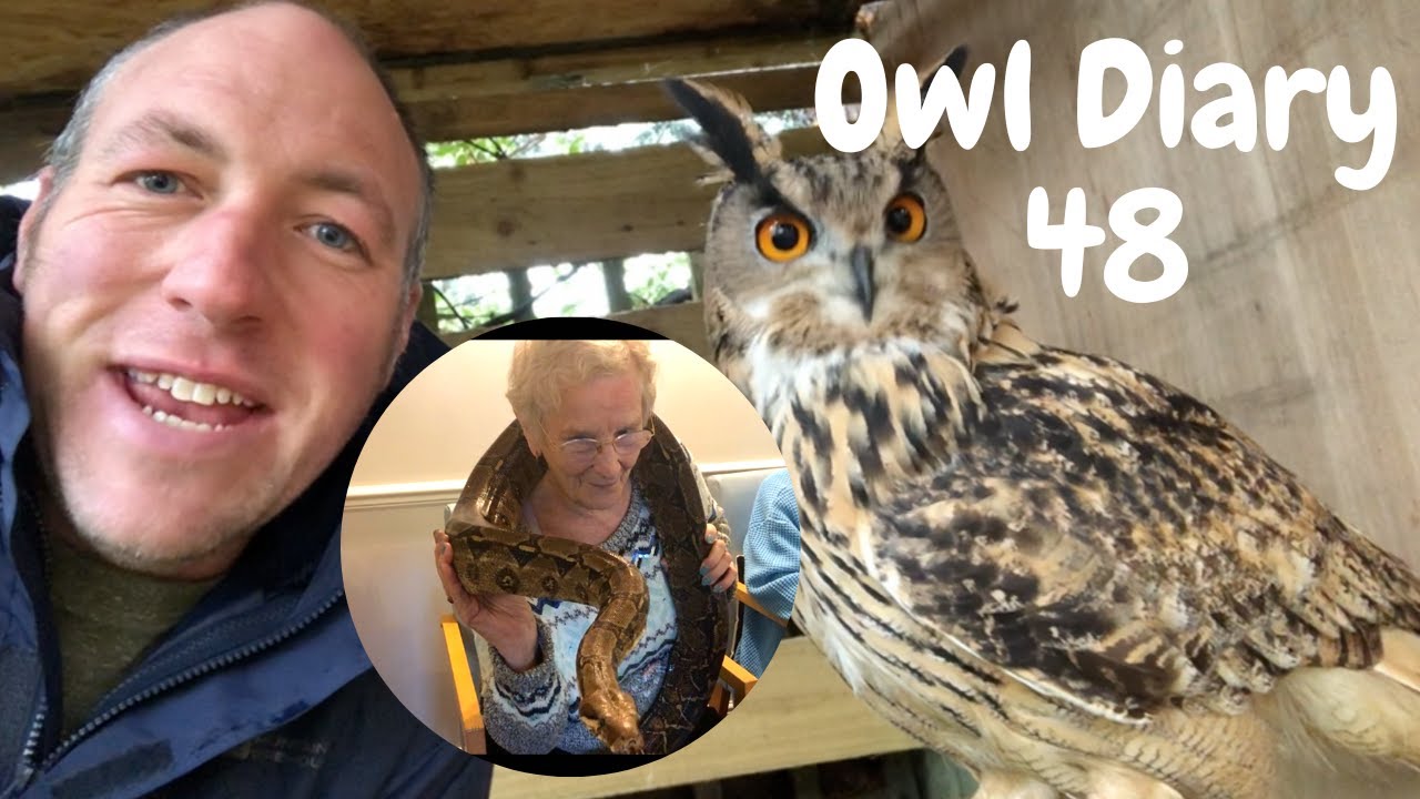 Owl Diary 48 | A Boa Constrictor in a care home | Owl photo shoots and car trouble!