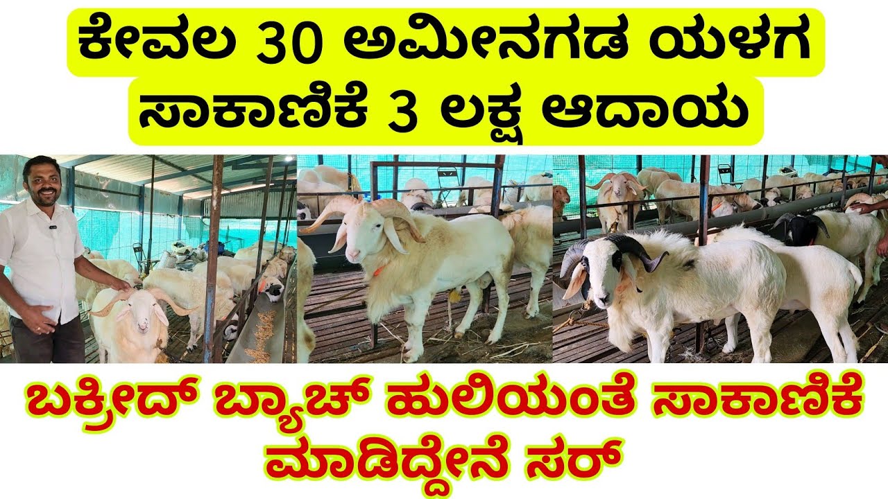 ಕೇವಲ 30 ಅಮಿನಗಡ ಯಳಗ ಸಾಕಾಣಿಕೆ 3 ಲಕ್ಷ ಆದಾಯ, ಬಕ್ರೀದ್ ಬ್ಯಾಚ್ ಹುಲಿಯಂತೆ ಸಾಕಾಣಿಕೆ |amingad yalaga sheep
