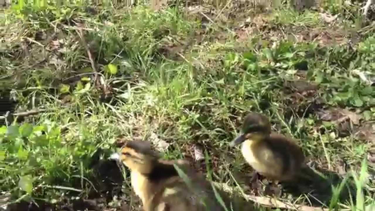 How to get baby ducks to imprint on you.