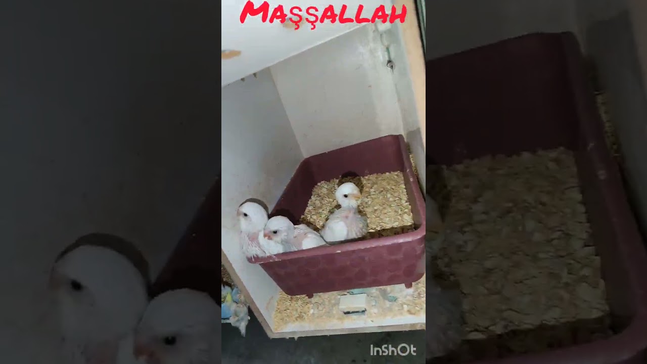 muhabbet kuşu üretimhane