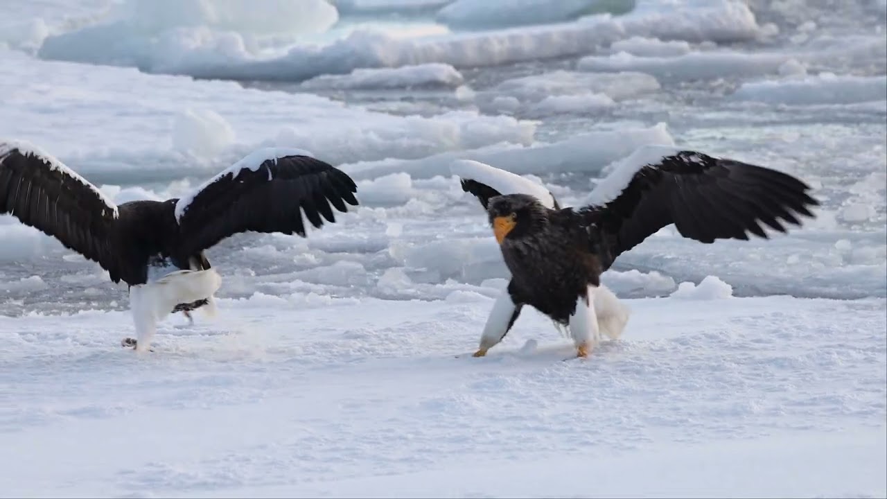 羅臼⋯破曉⋯浮冰⋯海鵰(虎頭與白尾Steller's  & White-tailed Sea Eagle)