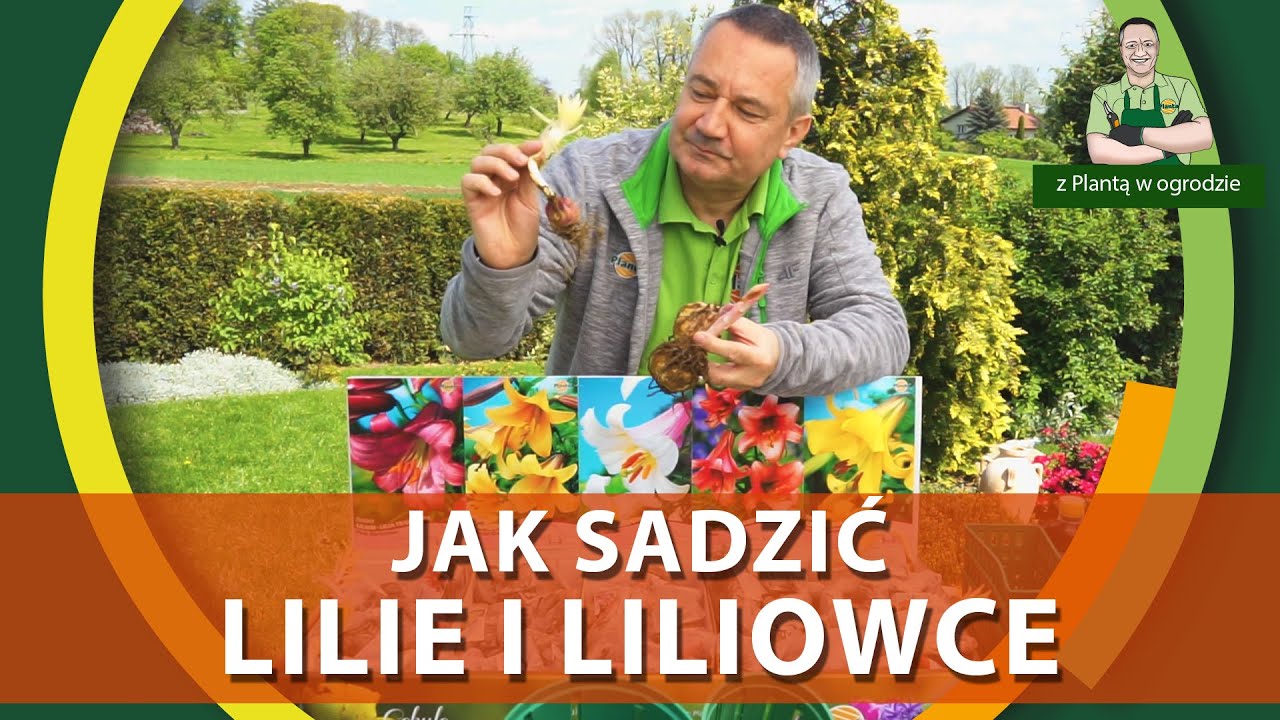 Jak sadzić lilie i liliowce - Z PLANTĄ W OGRODZIE
