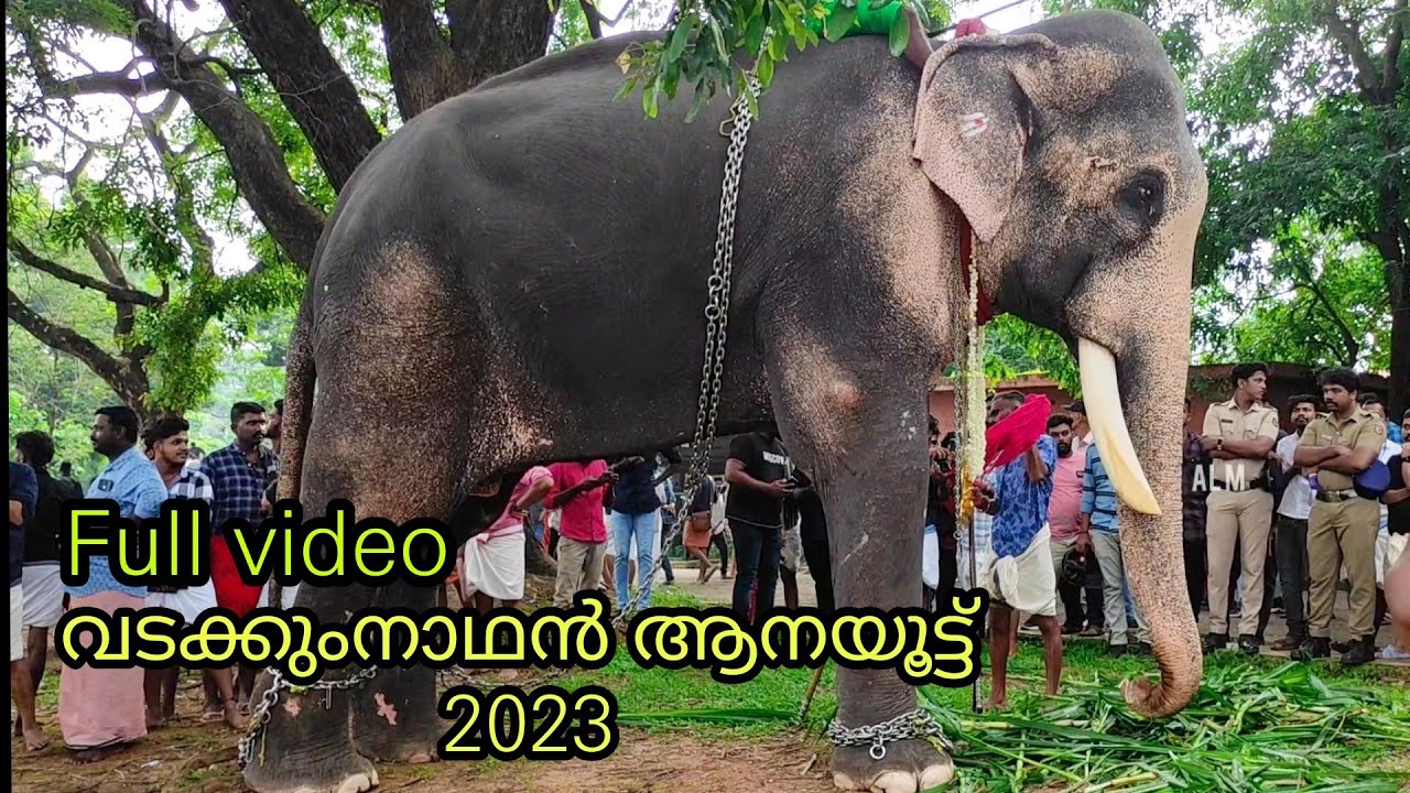 ആനയൂട്ടിലെ ആനകളുടെ വരവ് | Vadakkumnathan Aanayoottu 2023 Elephants in Kerala