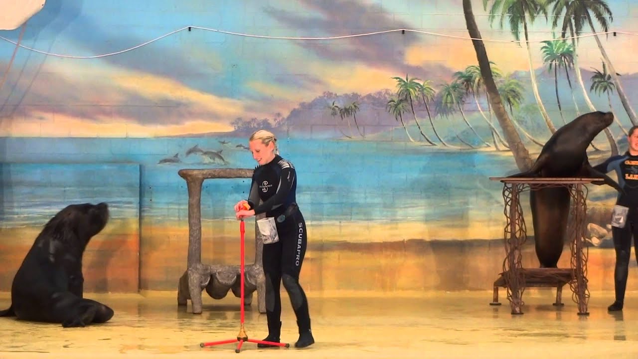 Seelöwen-Theater Sea Lion Show